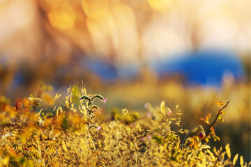 Mountains meadow