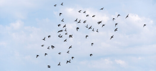 A flock of wild blue doves flying against the blue cloudy summer sky