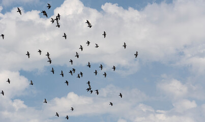 A flock of wild blue doves flying against the blue cloudy summer sky