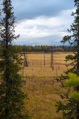 Obraz premium Forest road in the autumn forest