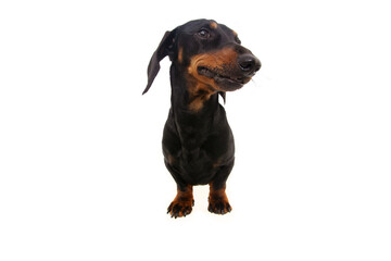 Portrait little dachshund puppy dog tilting head and looking wayside. Isolated on white background.