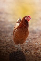 free-range laying hen outdoors
