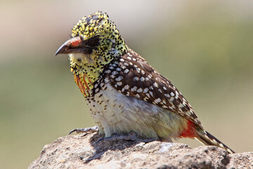 D'Arnaud's Barbet (Trachyphonus darnaudii usambiro) on the ground, Maasai Mara, Kenya.