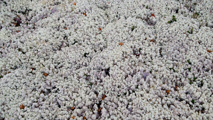 The glade of white moss