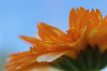 Fototapeta na wymiar Macro on marigold flower