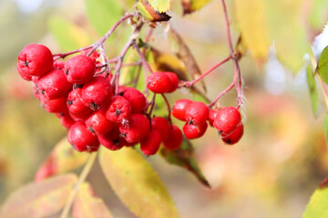 Close up on red berries in the fall