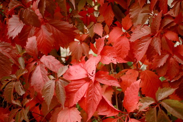 Autumn leaves are red.