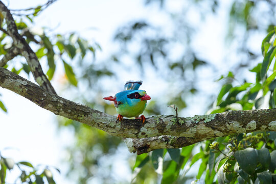 Common Green Magpie On The Tree