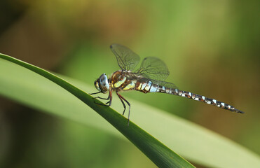 A male Migrant Hawker Dragonfly, Aeshna mixta, perching on a reed at the edge of a lake in the UK.	