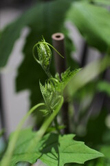 Young bitter gourd leaves are at the head of a vine with antennas.
