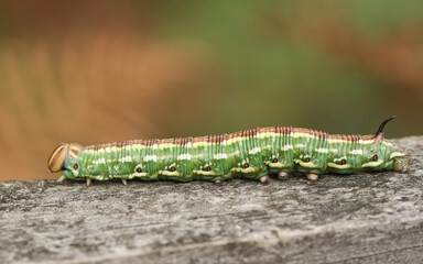 A pretty Pine hawk-moth, Sphinx pinastri, walking along a wooden fence in a pine forest.	