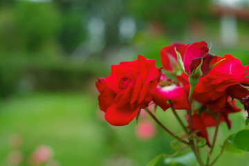 赤いバラの咲く風景