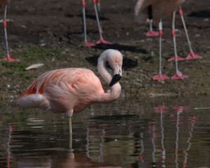 The elegant pink ,Chilean Flamingo.