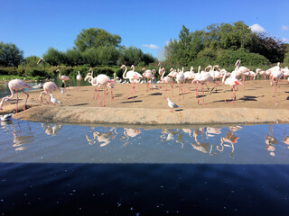 A view of some Flamingos