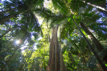 Fototapeta premium Rainforest trees