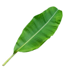 Fototapeta premium banana leaf isolated on white background,with clipping path.