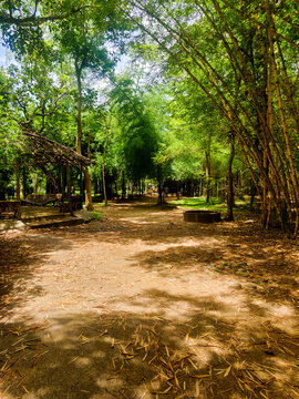 Bamboo forest in Kaveri Nisargadhama Coorg, Karnataka.