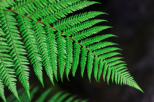 Fern frond in Wairakei Thermal Valley