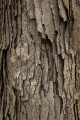 Swamp Oak Bark