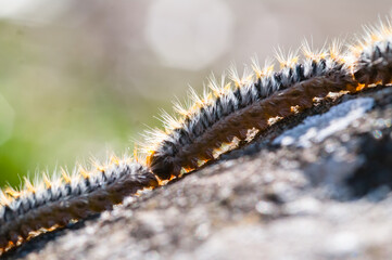 Processionary caterpillar looking for a place to bury itself in spring