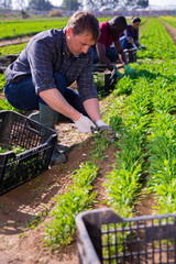 Focused horticulturist gathering crop of green arugula on vegetable plantation in springtime..