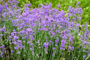 Obraz na płótnie Canvas Many small blue lavender flowers in a sunny summer day in Scotland, United Kingdom, with selective focus, beautiful outdoor floral background.