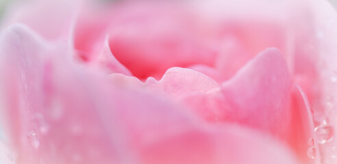 Soft focus, abstract floral background, pink rose flower petals. Macro flowers backdrop for holiday brand design