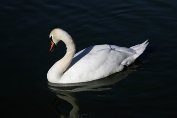 A Mute Swan on the Water