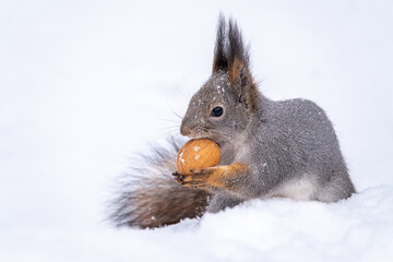The squirrel sits on white snow with nut in winter.