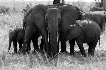 An Elephant (loxodonta africana) and Baby in the open plains of Tanzania. Black and White.