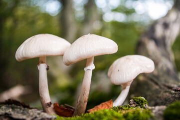 Mushrooms in a beech forest in the Cordillera Cantabrica