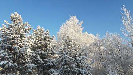 Branches of winter firs and pines in hoarfrost against a background of blue sky