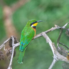 Cinnamon-chested Bee-eater (Merops oreobates), perched on a branch, near Nairobi, Kenya.