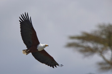 African Fish Eagle (Haliaeetus vocifer), adult in flight over Lake Naivasha, Kenya.