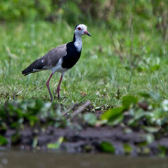 Long-toed Plover (Vanellus crassirostris) on the edge of Lake Naivasha, Kenya.