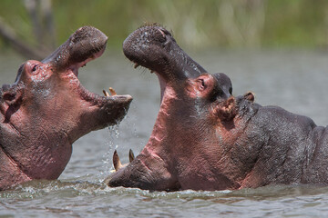 Hippopotamus (Hippopotamus amphibius), an adult with a juvenile, mouths open, Lake Naivasha, Kenya.