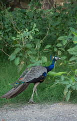 peacock in the park