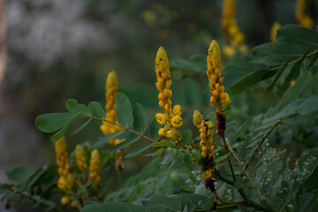 flowers in the forest