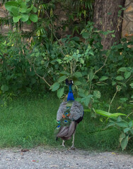 peacock in the garden