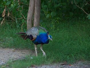 peacock in the forest