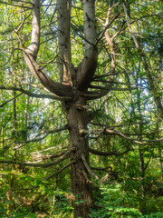 Fototapeta premium Sehome Hill Arboretum