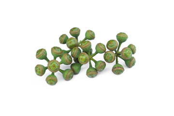 Eucalyptus branch seeds on white background.