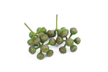 Eucalyptus branch seeds on white background.