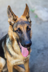 portrait of a beautiful young german shepherd dog sticking out his tongue with brown smart eyes and funny big ears that sits in the yard on a food packaging or headband