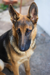 sad young german shepherd dog with beautiful eyes and big funny ears sits in the yard