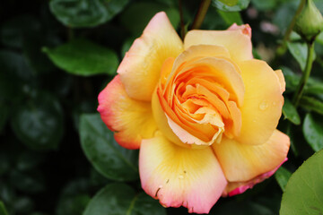 A beautiful yellow rose grows on a bush. Postcard