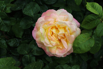 Yellow rose flower after rain. Beautiful card floral background.