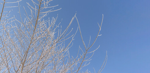 Branches of the tree are covered with frosty frost. Snow crystals. Background - blue sky. Concept of the winter season, holiday Christmas, New Year.