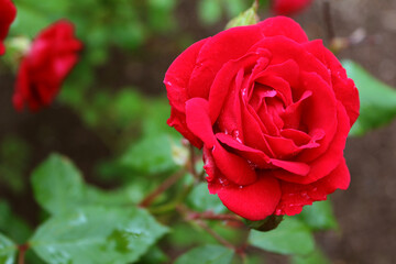 Red rose flower Floral background. Beautiful card.