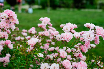 Large green bush with fresh vivid pink roses, smaller blooms and green leaves in a garden in a sunny summer day, beautiful outdoor floral background photographed with soft focus.